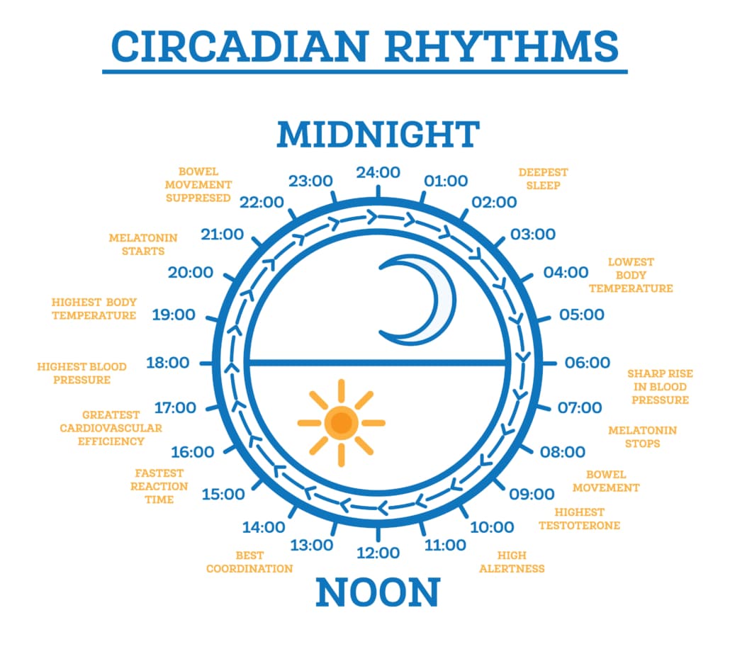 Infografía sobre el ritmo circadiano